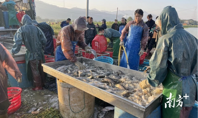 首批出塘上市！山塘实招驱动桂花鱼产业革新｜奋进“百千万工程”