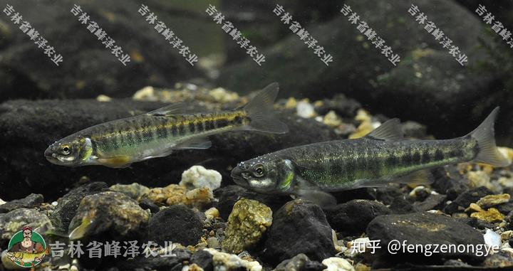 饲养黄腊丁喂什么食物_黄腊丁养殖技术视频_养黄蜡丁喂什么食物