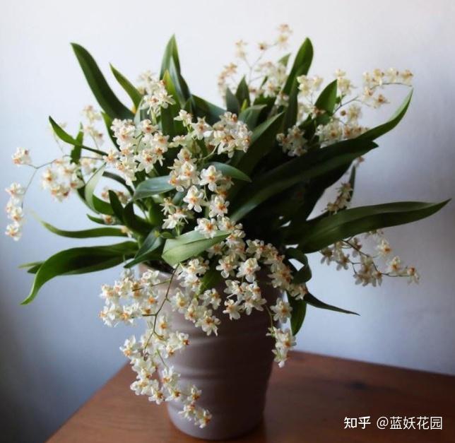 黄腊丁养殖技术视频_黄腊丁养殖土技术_养黄蜡丁喂什么食物