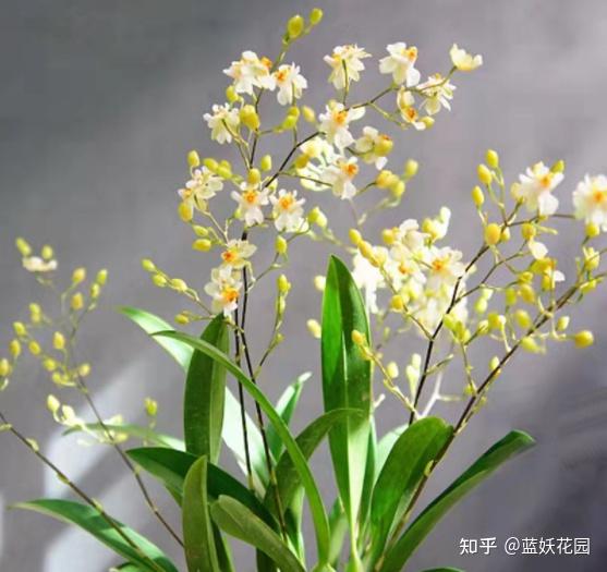 养黄蜡丁喂什么食物_黄腊丁养殖土技术_黄腊丁养殖技术视频