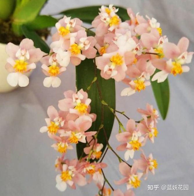 黄腊丁养殖技术视频_黄腊丁养殖土技术_养黄蜡丁喂什么食物