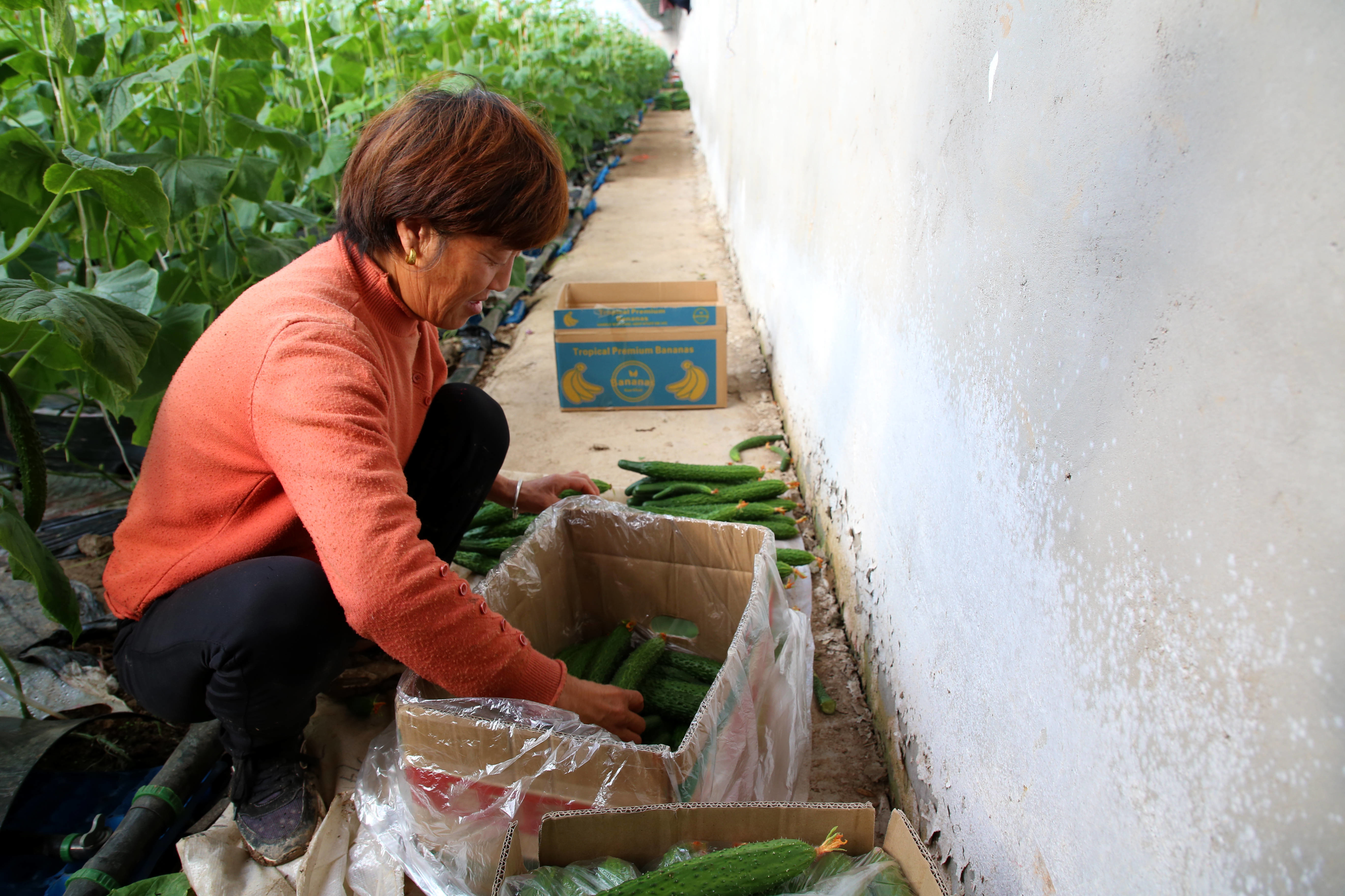 邳州农民种植致富_邳州种植作物_邳州种地补贴2021