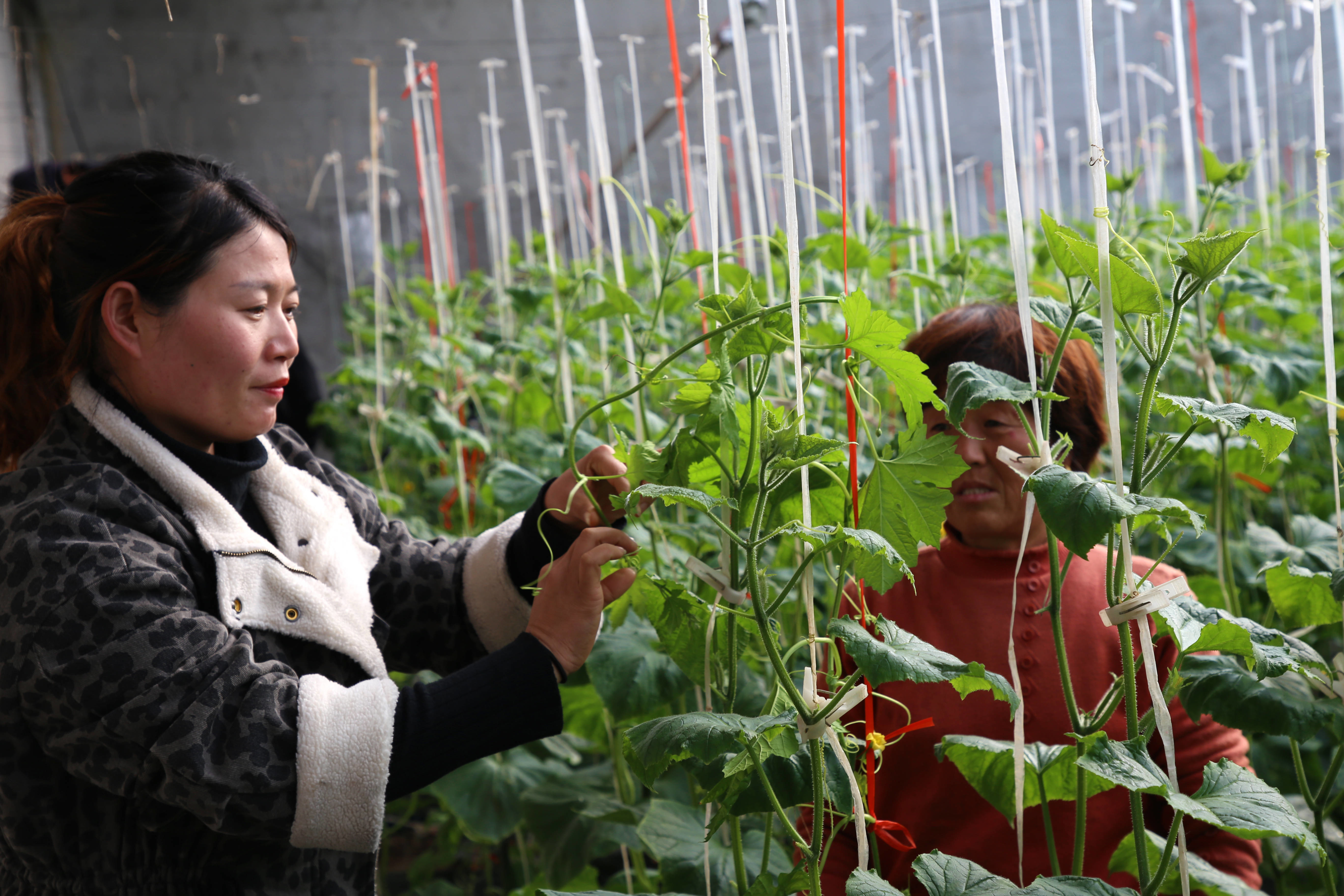 邳州种植作物_邳州种地补贴2021_邳州农民种植致富