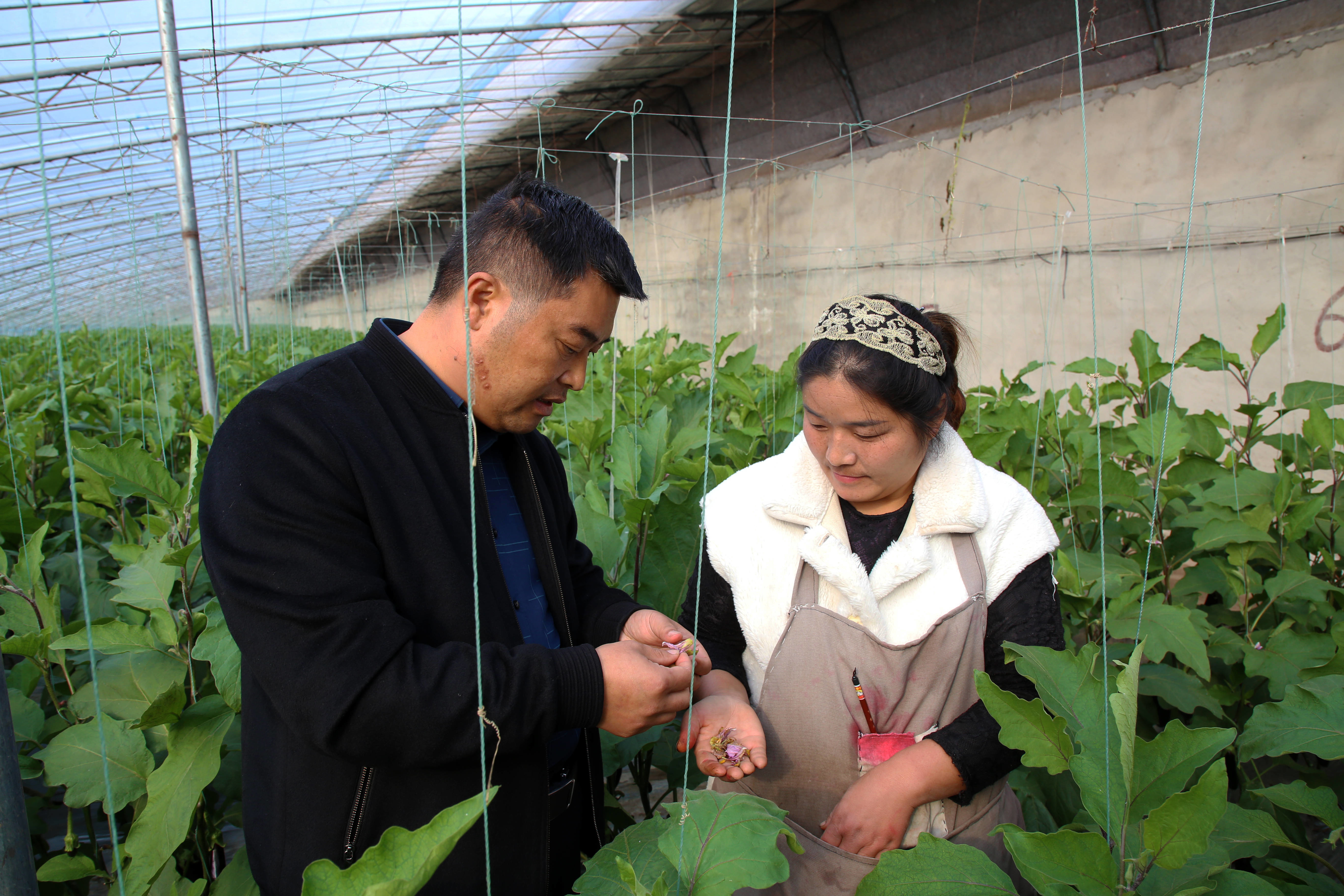 邳州种植作物_邳州农民种植致富_邳州种地补贴2021