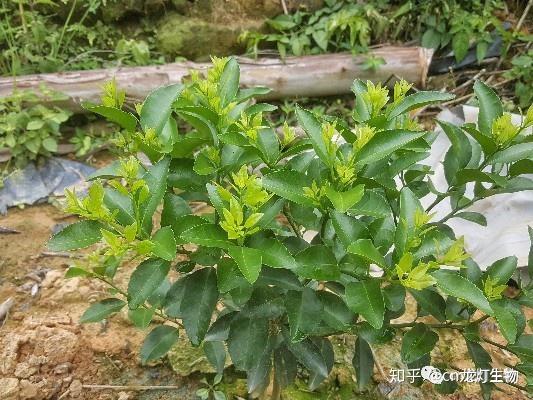 沙糖桔种植技术教材_种植沙糖桔效益及风险_种植沙糖桔有什么要求