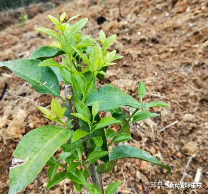 沙糖桔种植技术教材_种植沙糖桔效益及风险_种植沙糖桔有什么要求