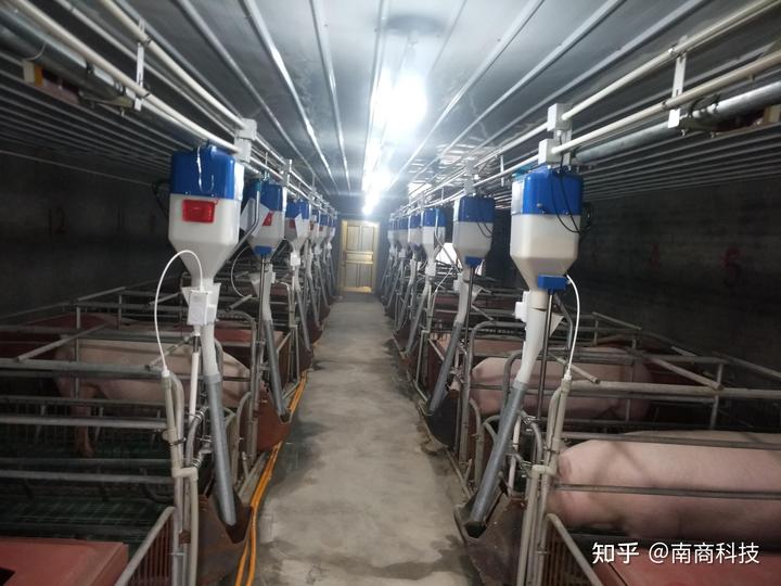 养黄蜡丁喂什么食物_饲养黄腊丁喂什么食物_黄腊丁养殖技术视频