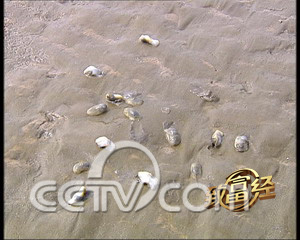 黄鳝养殖致富经_致富经黄鳝的养殖_养殖黄鳝挣钱吗