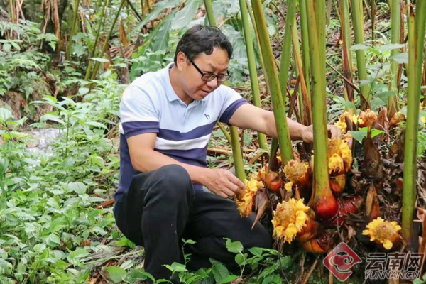草果种植技术_草果种植需要什么条件_种植草果技术要求