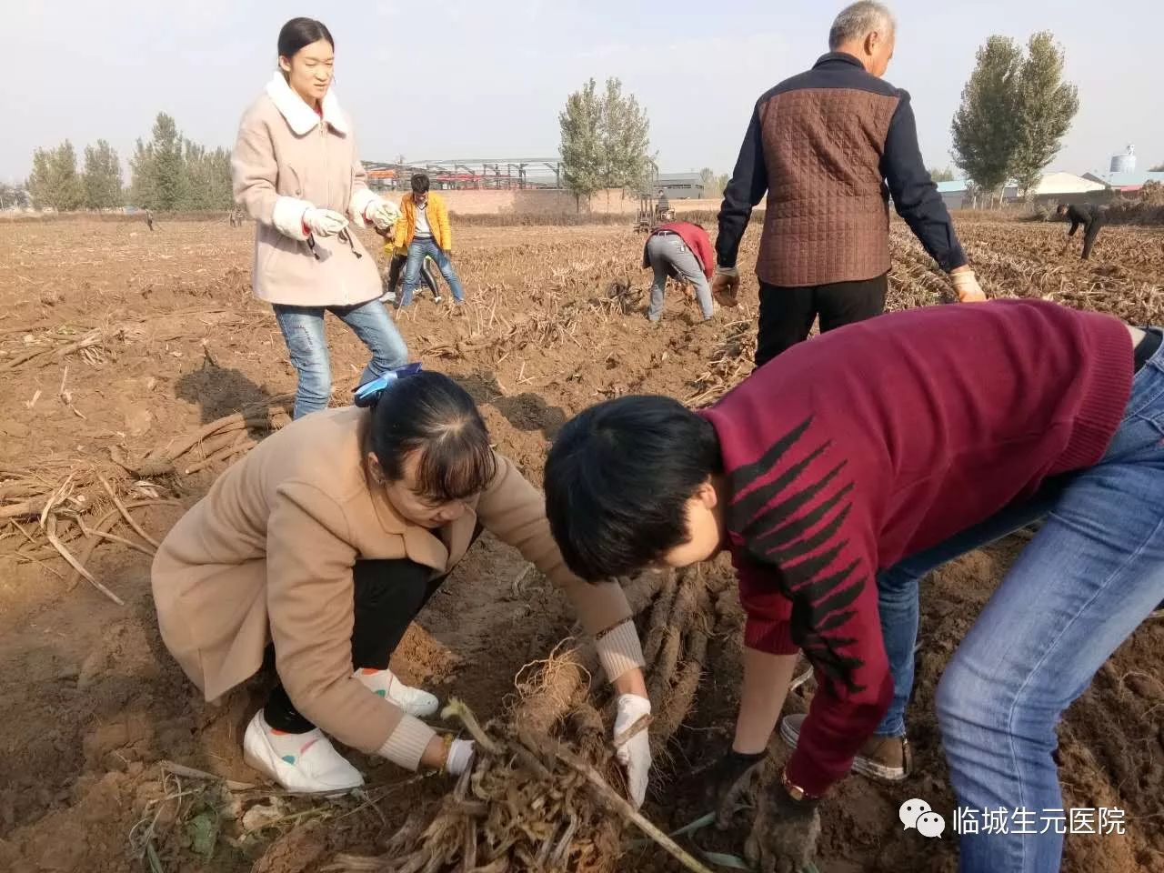 致富经华北种植药材_华北种什么药材贵当年收获_华北致富药材种植基地