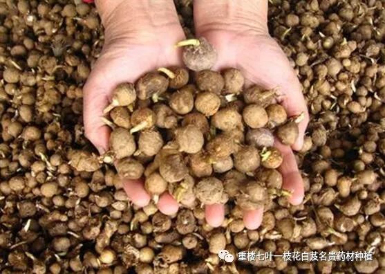华北致富药材种植基地_华北种什么药材贵当年收获_致富经华北种植药材