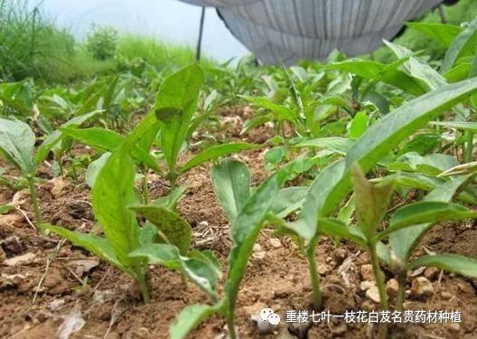 华北种什么药材贵当年收获_致富经华北种植药材_华北致富药材种植基地
