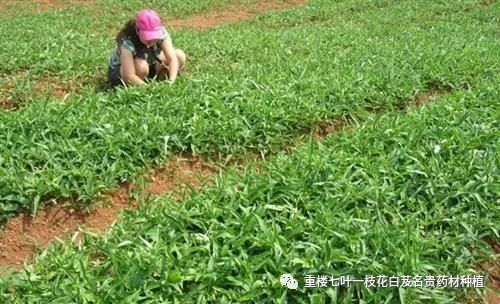 华北致富药材种植基地_致富经华北种植药材_华北种什么药材贵当年收获