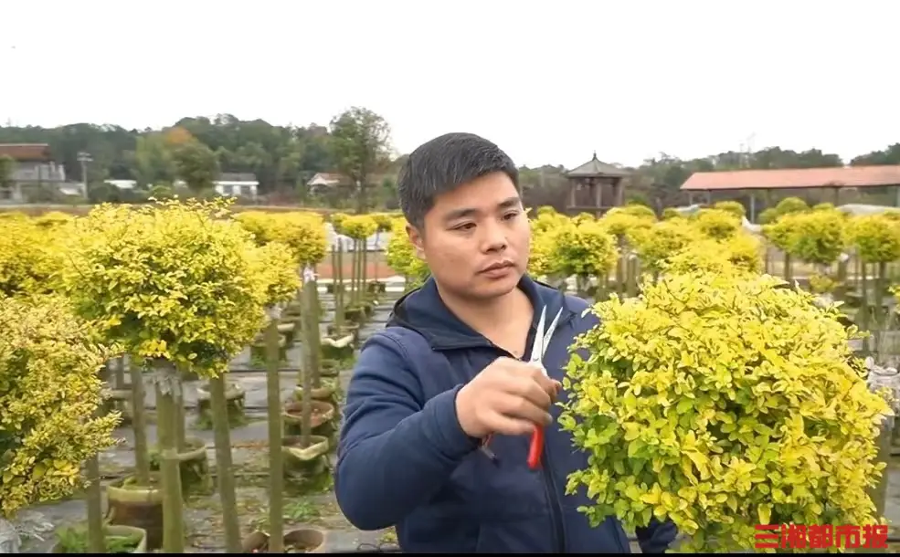种植花草怎么致富_致富花草种植视频_种花致富选什么品种