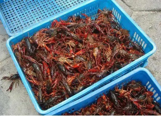 虾蟹共养致富经_虾蟹养殖学_虾蟹养殖场