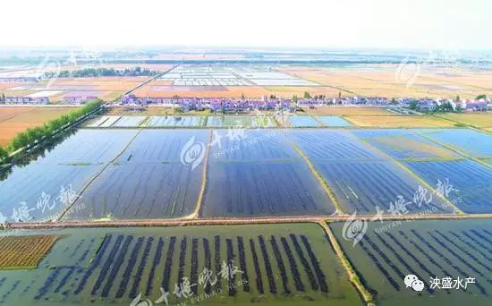 老虎虾养殖技术_老虎虾的养殖技术_虾老虎养殖技术要求