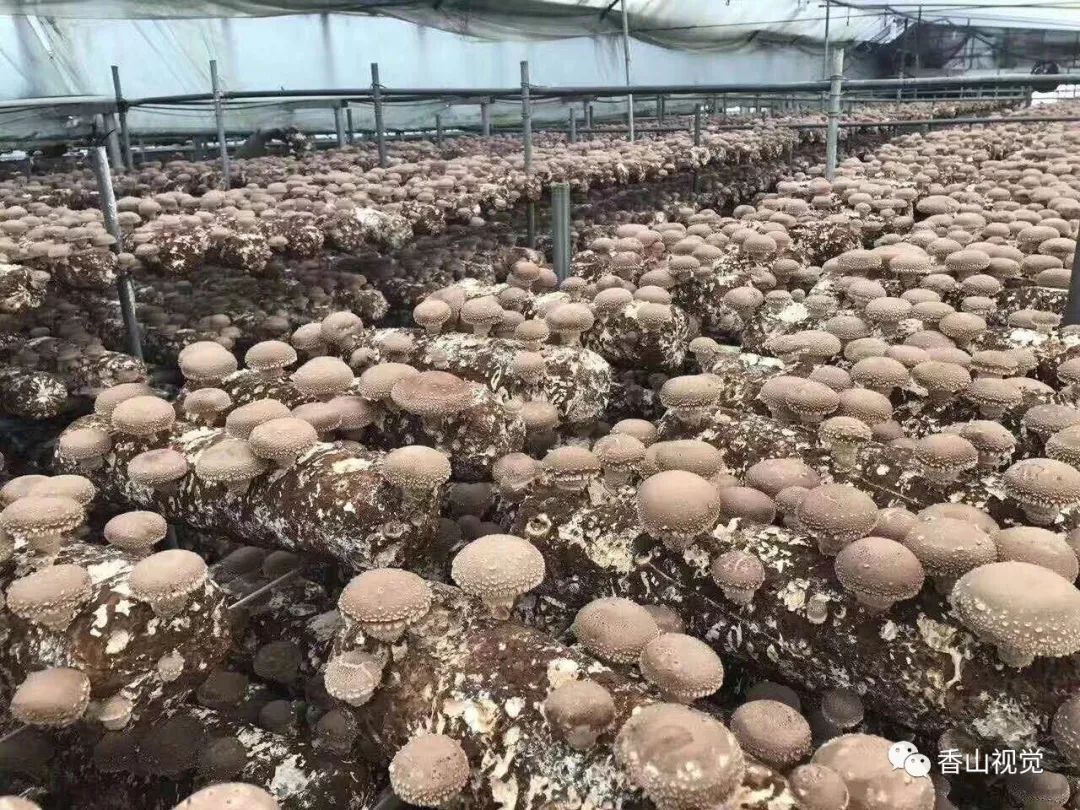 鲁山九九乡情：香菇种植为家乡脱贫致富添砖加瓦