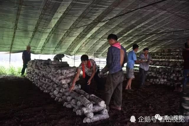 致富经香菇赚千万_香菇种植致富图_致富经种香菇的视频