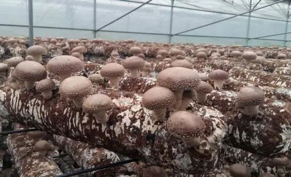 香菇种植致富图_致富香菇种植图片高清_致富香菇种植图片大全