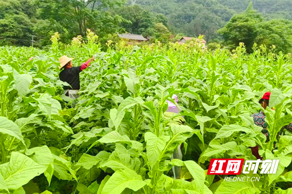烤烟种植致富方法_种植烤烟技术_致富种植烤烟方法图片