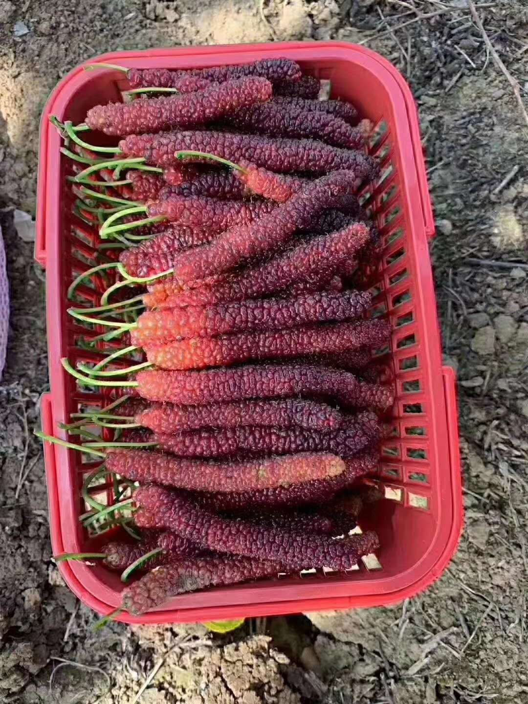 大棚桑葚的高产种植技术介绍