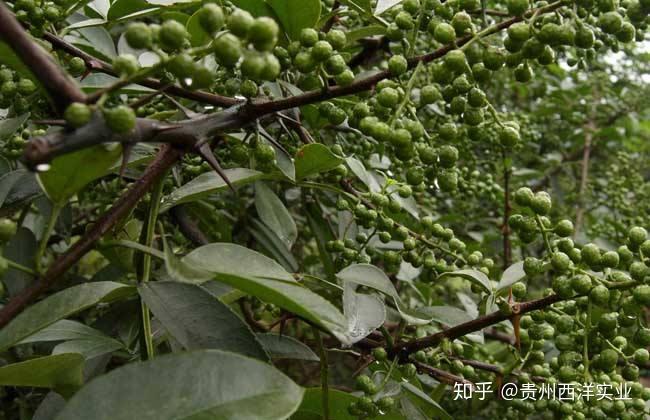 贵州西洋实业：一套解决方案，36万亩花椒园升级成“金”饭碗