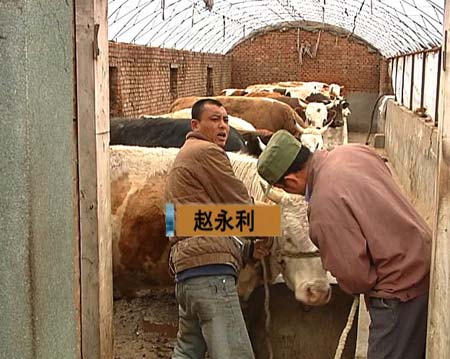 知道养牛有奖以后