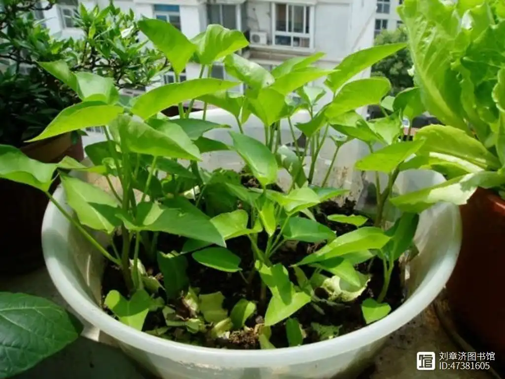 种植水空心菜方法视频_空心菜种植技术视频菜种植技术_水上空心菜种植技术视频
