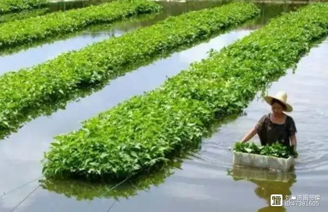 空心菜种植技术视频菜种植技术_水上空心菜种植技术视频_种植水空心菜方法视频
