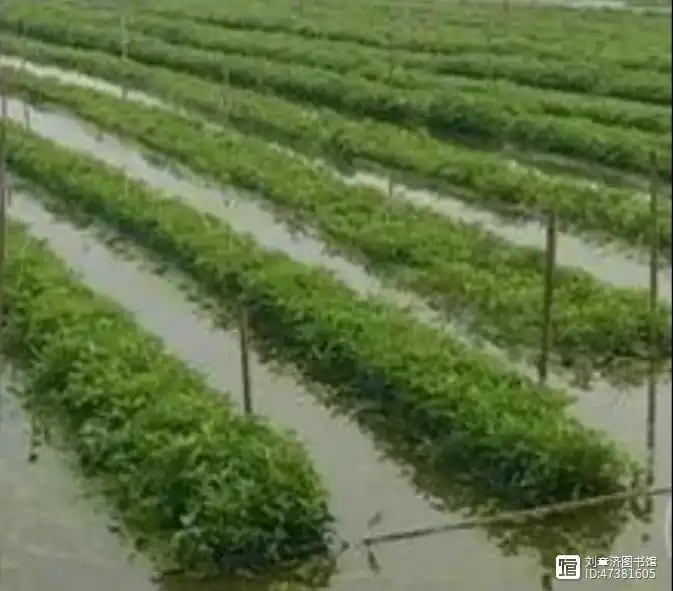 空心菜种植技术视频菜种植技术_水上空心菜种植技术视频_种植水空心菜方法视频