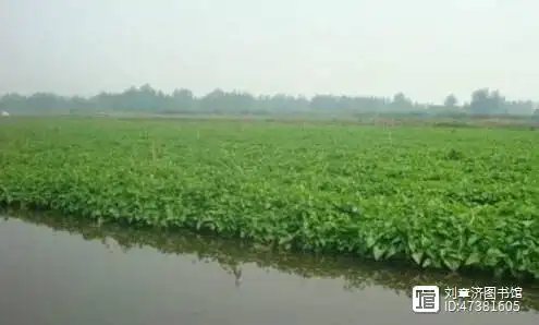 水上空心菜种植技术视频_空心菜种植技术视频菜种植技术_种植水空心菜方法视频