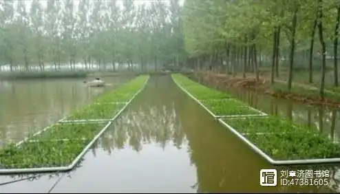 水上空心菜种植技术视频_种植水空心菜方法视频_空心菜种植技术视频菜种植技术