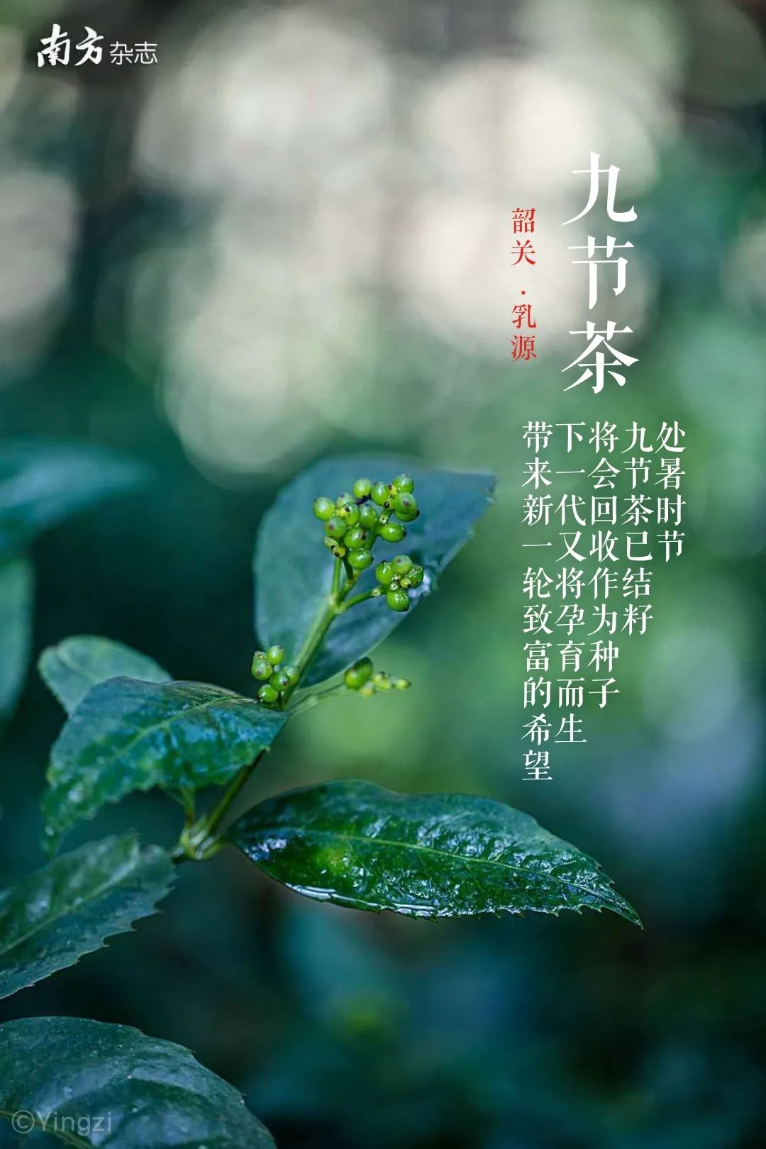 南方种植什么药材最赚钱_致富南方种植草药图片_南方草药种植致富