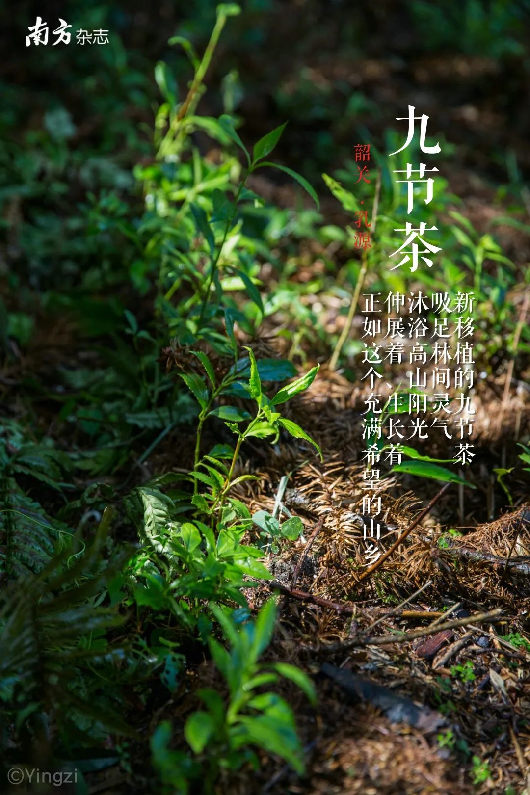 南方草药种植致富_南方种植什么药材最赚钱_致富南方种植草药图片