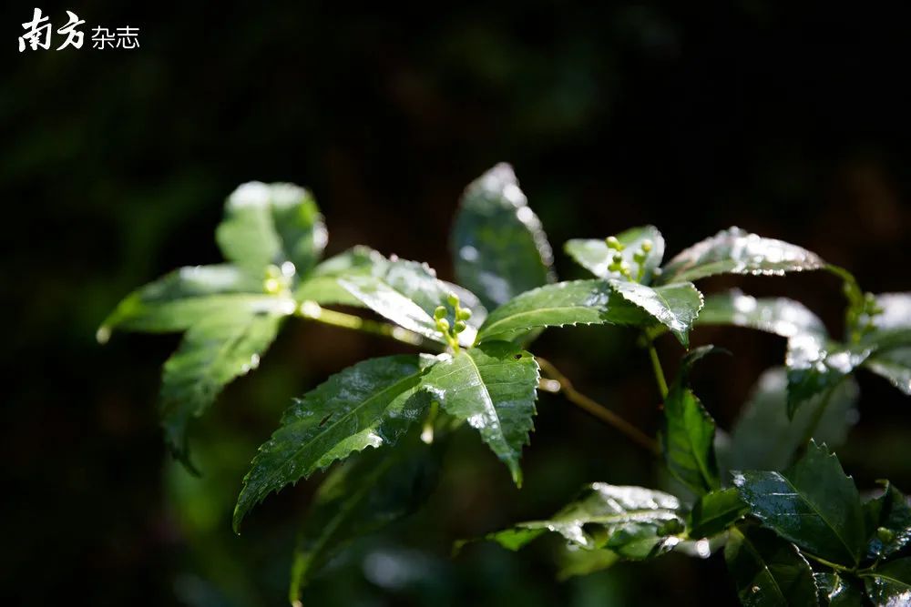 致富南方种植草药图片_南方种植什么药材最赚钱_南方草药种植致富