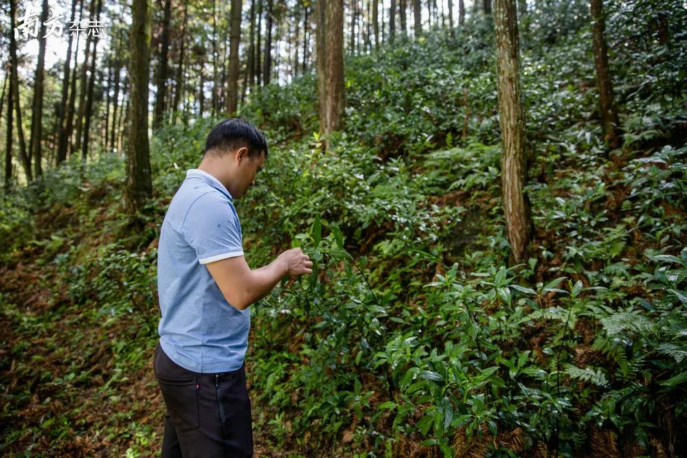 南方种植什么药材最赚钱_致富南方种植草药图片_南方草药种植致富