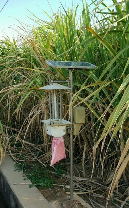 甘蔗竹子_竹虫用甘蔗养殖技术_竹蔗种植技术