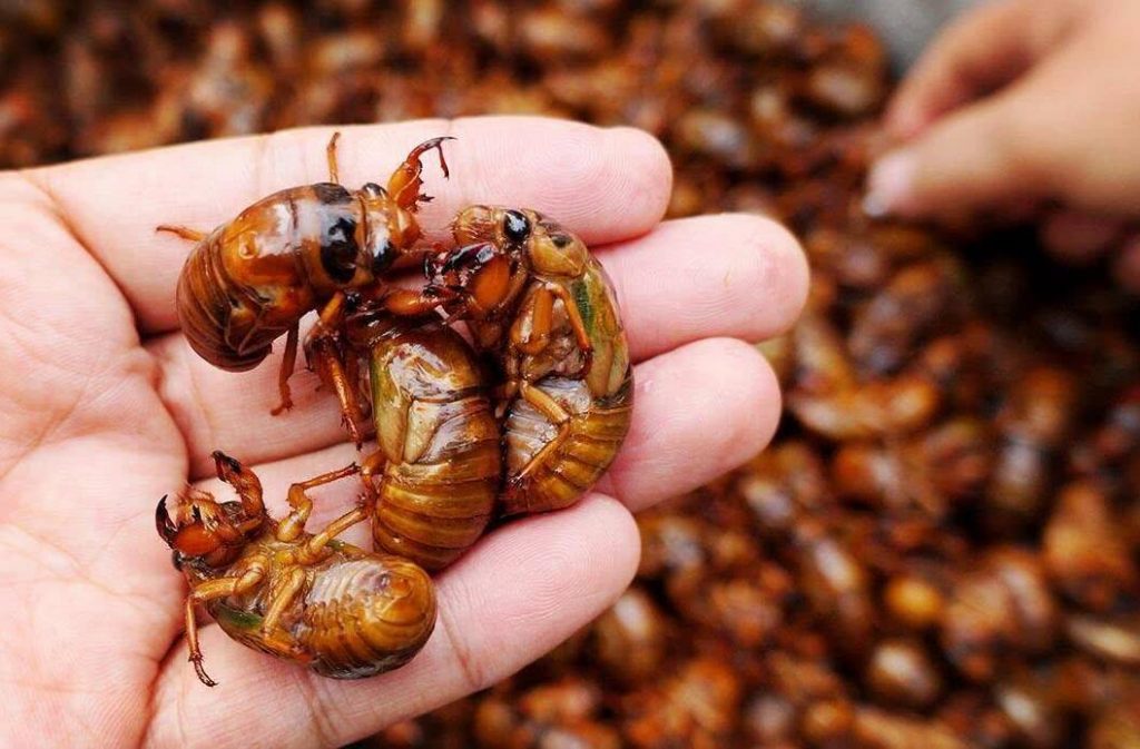 致富经养殖金蝉_养殖金蝉投资多少钱利润多少_致富养殖金蝉视频