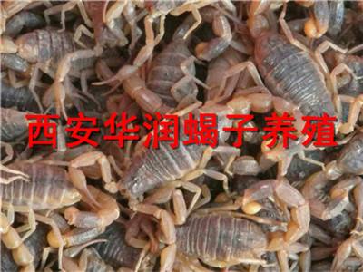 广西百色市养蝎技术怎样养殖蝎子蝎子多少钱一斤