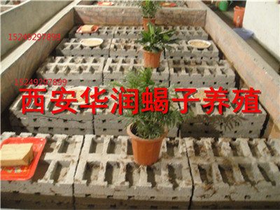 广西百色市养蝎技术怎样养殖蝎子蝎子多少钱一斤