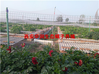 广西百色市养蝎技术怎样养殖蝎子蝎子多少钱一斤
