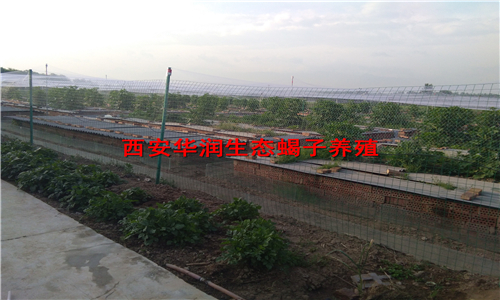 天水蝎子养殖技术蝎子养殖基地塑料大棚蝎子养殖方法蜈蚣养殖有成功的吗