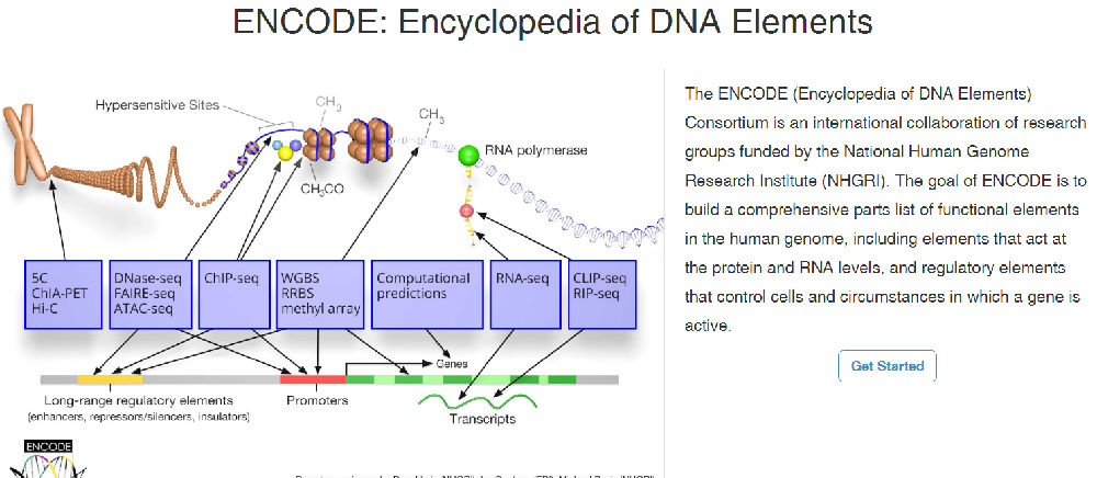 “如何玩转生物大数据”系列：ENCODE数据分析经验分享（一）