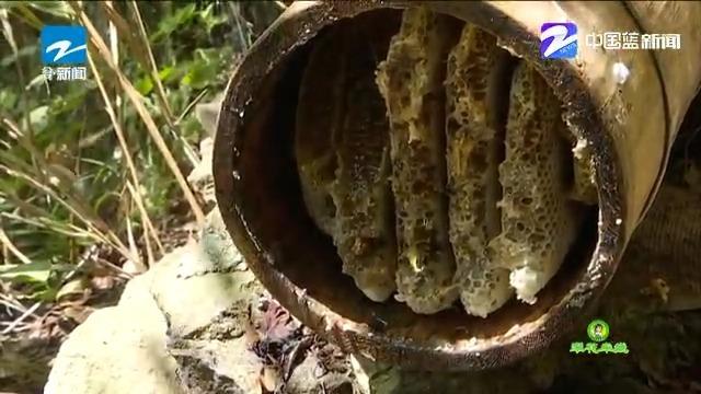 人工怎样养殖马蜂_视频养殖人工马蜂技术视频大全_人工马蜂养殖技术视频