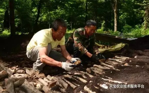 松塔如何种植松树_松塔盆栽种植具体步骤_种植松塔致富