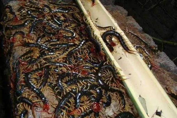 致富经：湖北随州年丰蜈蚣养殖带你踏上财富之路，轻松实现财务自由！