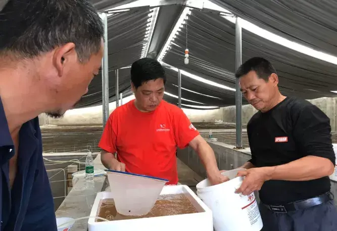 湖北罗氏虾养殖技术_罗氏虾养殖技术视频_罗氏虾养殖户