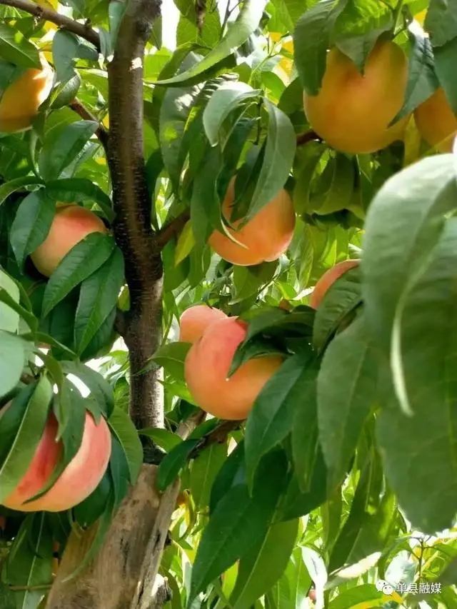 油榨镇：人勤春早播种忙 唱响豌豆致富经