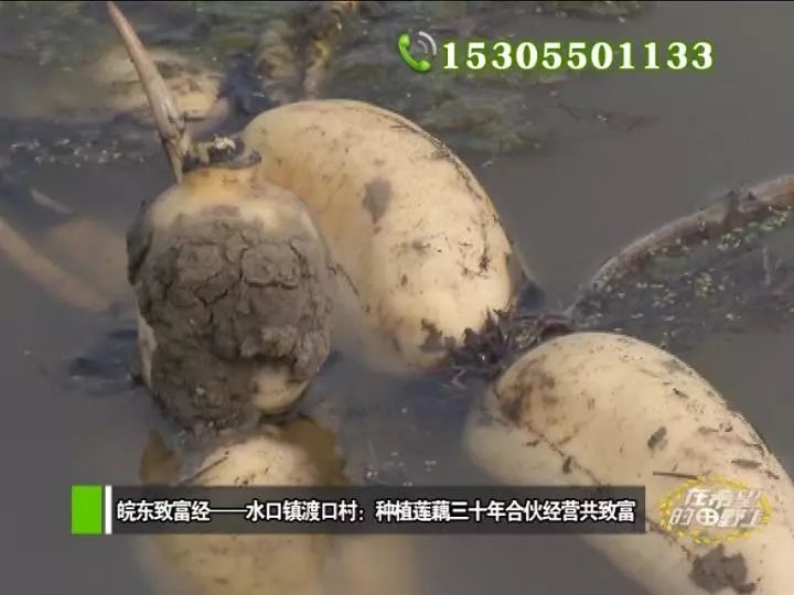 田野种植什么_农村致富种植_田野种植致富