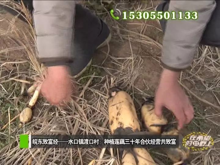 田野种植什么_田野种植致富_农村致富种植